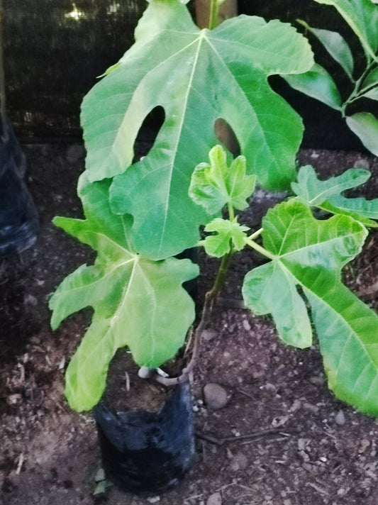 Venta de Plantas de Higueras , Higo variedad Black Mission: natural, resistente y de frutos suaves y dulces, una opción 100% duradera para tu jardín